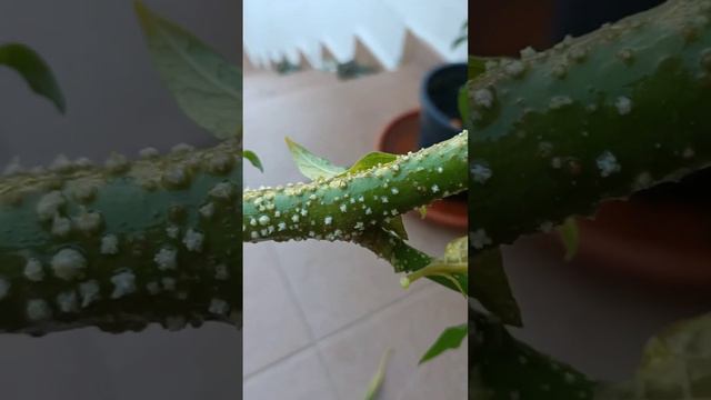 Como Reproducir Brugmansia Arborea, El Floripondio, Trompeta De Ángel, O Floripondio