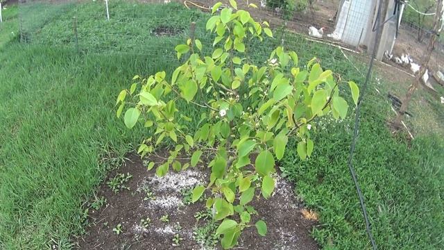 Ейск. // сетка для армирования. // Огород. // смотреть онлайн