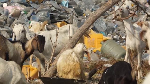 козы на Мальдивах