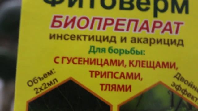 ТОЛСТЯНКА /Crassula КЛЕЩИ смотреть онлайн