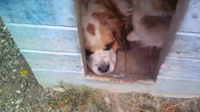 Моя собака смотреть онлайн