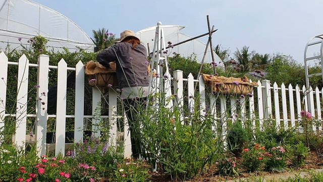 ตะกร้าเหล็กชุดใหม่ ปลูก Verbena Serenity กับ Petunia Wave ดอกไม้แสนสวยรับหน้าร้อน 💐💟💐 Hatley Garden смотреть онлайн