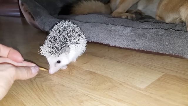 Ежик и собака ♥ Dog and hedgehog смотреть онлайн