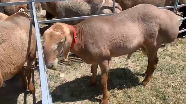 (1306) Чемпион в категории 2 зуба Император Сын Ушастика смотреть онлайн