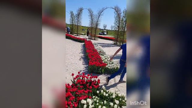 тюльпани в добропарк смотреть онлайн