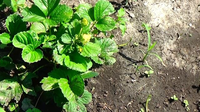 Новые сорта клубники, которые украсят любой участок! смотреть онлайн