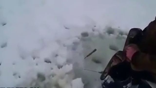 Кабаны вышли к рыбакам и съели всю их рыбу смотреть онлайн