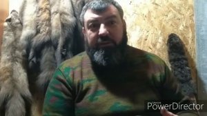 Выбор щенка лайки для охоты!