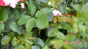 Плетистая роза Crazy for You (Fourth of July)