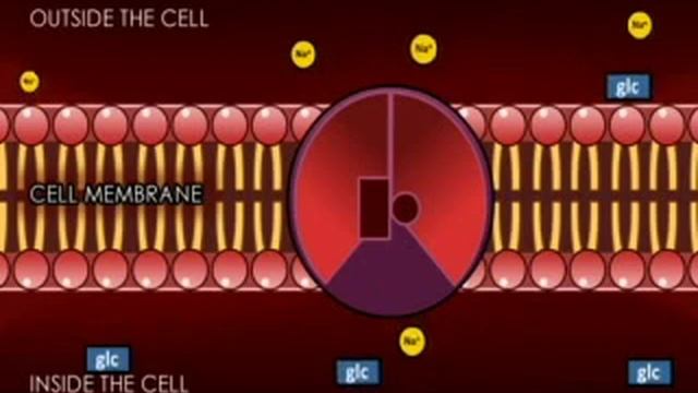 transport across the cell membrane super final смотреть онлайн