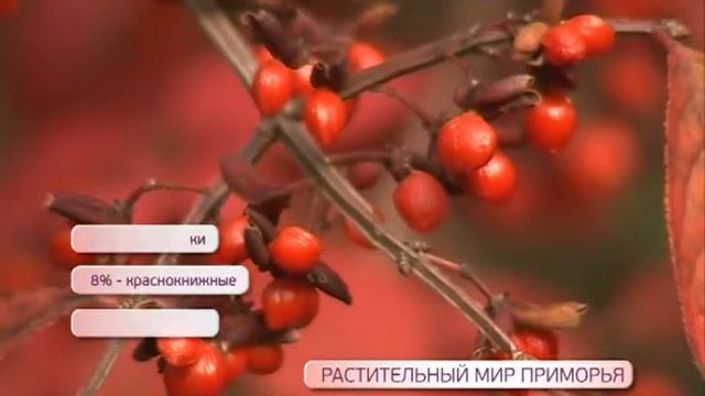 Приморье в цифрах. Природа края смотреть онлайн