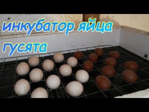 Опять ГУСЯТА и ИНКУБАТОР с ЯЙЦАМИ