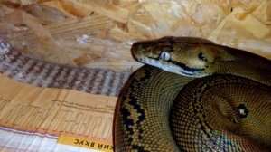 Сетчатый питон морфы golden child.