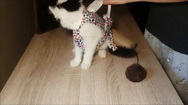 Cat dress IDEAS - DIY | Cat clothes IDEAS! - Underwear to Cat Clothes смотреть онлайн