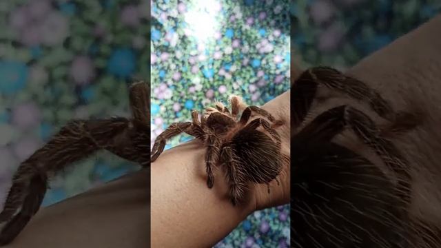 Spider-tarantula lasiodora parahybana Mashenka! / Паук-птицеед ласиодора парахибана Машенька! смотреть онлайн