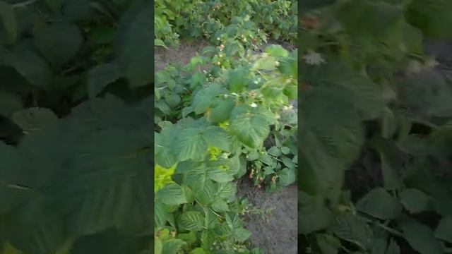 малина ремонтантная зюгана смотреть онлайн