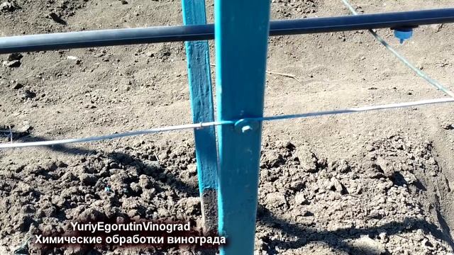 ? Вот почему любая схема защиты винограда от болезней не работает? Этому есть объяснение. смотреть онлайн
