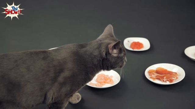 РЕАКЦИЯ КОТОВ НА КРАСНУЮ ИКРУ ХАМОН И СЫР - КОТЫ ПРОБУЮТ КРАСНУЮ ИКРУ ТыSHOW