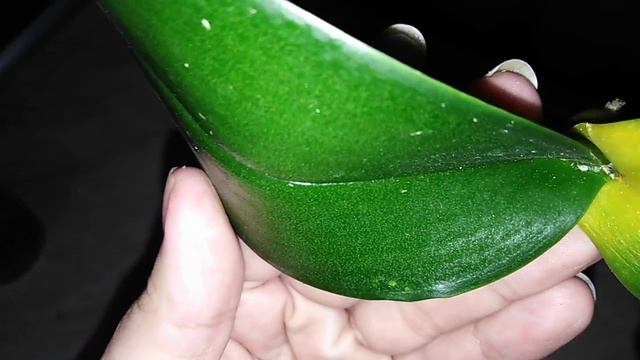 Что случилось с орхидеей за сутки? Фузариоз. смотреть онлайн