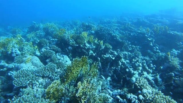 Просто дайвинг.Уникальные сады "Расс Мохамеда" в Красном Море.Апрель2021 смотреть онлайн