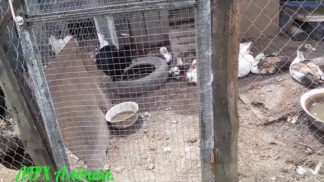 Мускусныу утк и куры. Что утки сделали с пнём. Кур изолировали. Обзор хозяйства. 06.07.2017 смотреть онлайн
