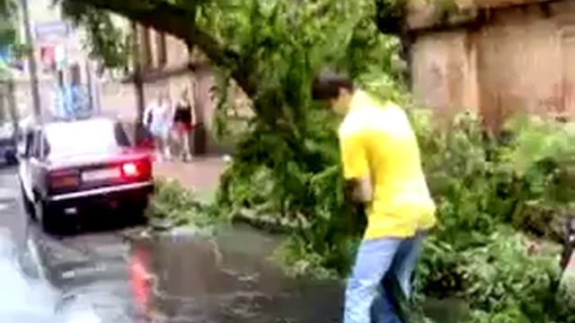 На Алика дерево упало! смотреть онлайн