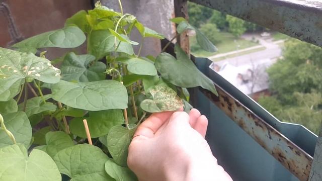 Ипомея на балконе, как выростить (вьюнок на балконе) смотреть онлайн