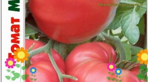 Томат Машенька. Краткий обзор, описание характеристик solanum lycopersicum Mashenka