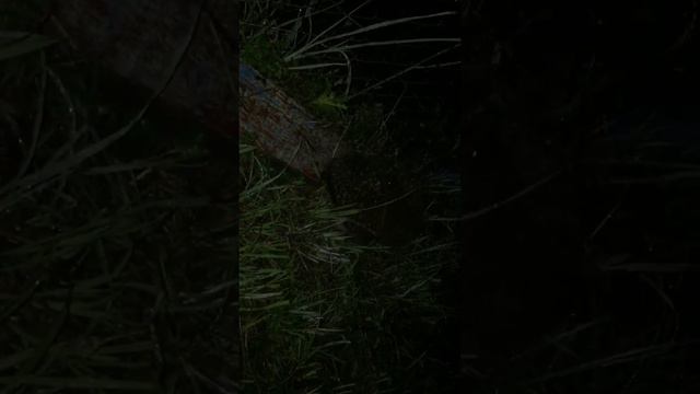 Семейные разборки ежиков))))) смотреть онлайн