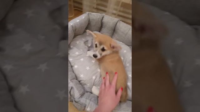 У нас появился щенок! / Корги 2 месяца! / Наш новый друг смотреть онлайн