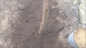 Киви  на моем участке ! Посадка киви в открытый грунт !