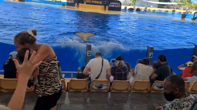 Orca Show (Loro Parque Tenerife 2021)