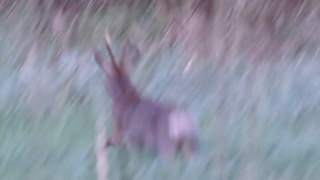 Попрыгунчики