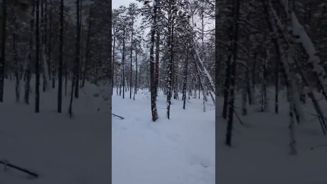 На тюменских болотах растут деревья, возраст деревьев. смотреть онлайн