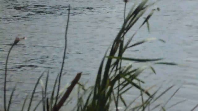 Фидер...Шатура 04 08 2014. К отчёту на Fion.RU. смотреть онлайн