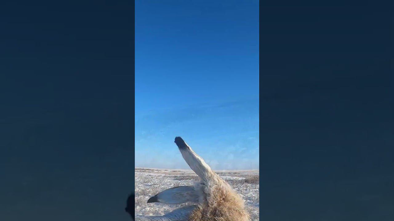 Зайцев кишит под каждым кустом. #охота #охотаназайца смотреть онлайн