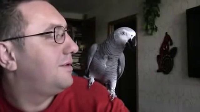 Попугай Григорий жжет смотреть онлайн