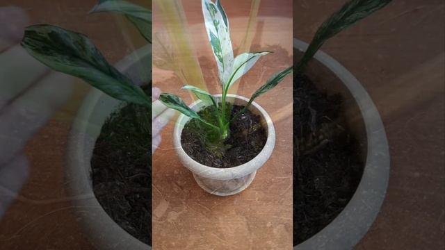 Почему у спатифиллума сохнут кончики листьев. смотреть онлайн