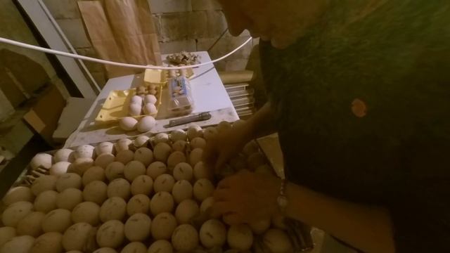 Закладка цесариного яйца в инкубатор Лупер//Режим инкубации.