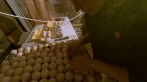 Закладка цесариного яйца в инкубатор Лупер//Режим инкубации.