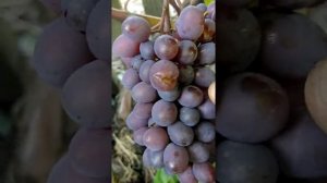 виноград сорт КИШ МИШ ЗАПОРОЖСКИЙ