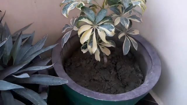 Indian Summer gardens ll Our Beautiful Flower garden अपनी छत या बाल्कनी को बदलिए सुंदर garden में смотреть онлайн