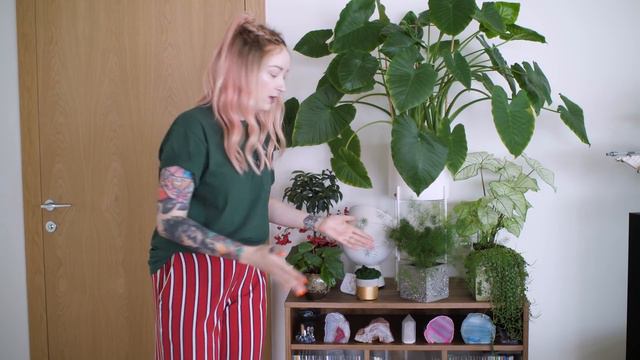 WSZYSTKIE moje ROŚLINY (aż 83!) 🌿 House Plant Tour смотреть онлайн