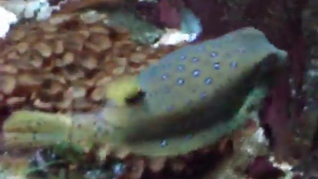 Рыбки - Ленинградский зоопарк смотреть онлайн