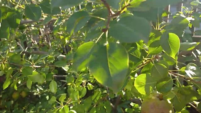 15.08.2022 груша,, красуля,, смотреть онлайн