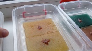 Аулофорус разведение Дешевый корм для рыбок и мальков Ошибки содержания  аулофоруса