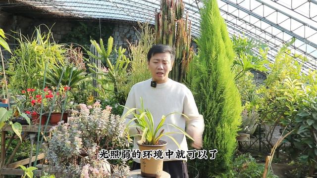 大花蕙兰今年3支花剑，其实它很好养，新手也能养开花 смотреть онлайн