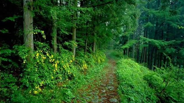 Природа лес - WALD(студия "Dmytro") смотреть онлайн