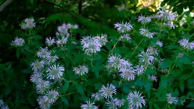 Цветение монард и эхиноцей смотреть онлайн