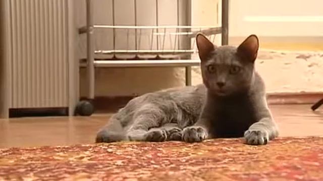 Как правильно кормить русскую голубую кошку смотреть онлайн